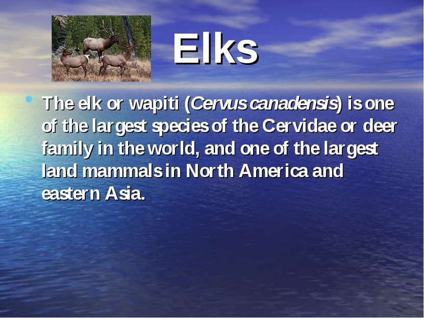 Elks The elk or wapiti (Cervus canadensis) is one of the largest species of t...