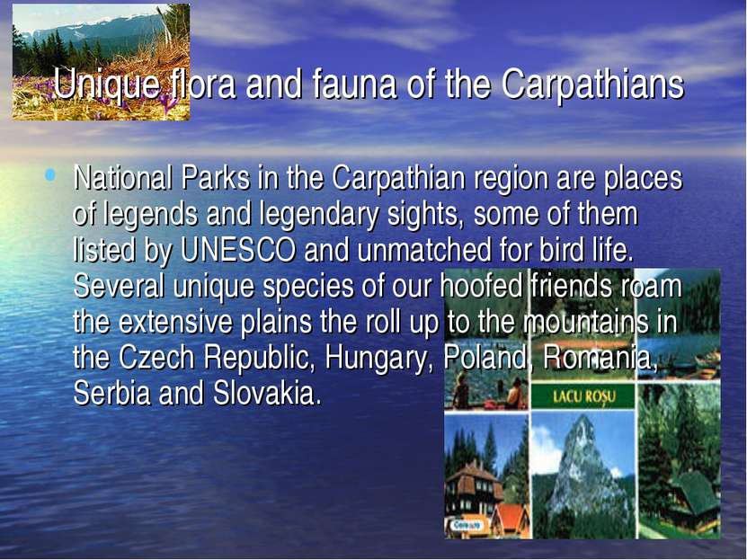 Unique flora and fauna of the Carpathians National Parks in the Carpathian re...