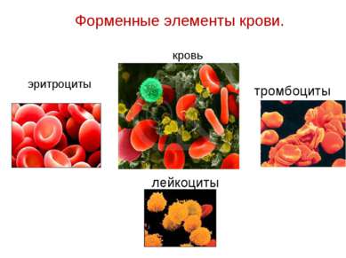 Форменные элементы крови. эритроциты тромбоциты лейкоциты кровь