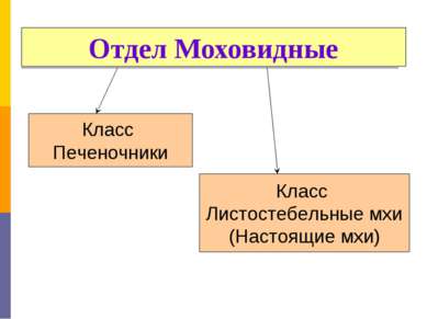 Отдел Моховидные Класс Печеночники Класс Листостебельные мхи (Настоящие мхи)