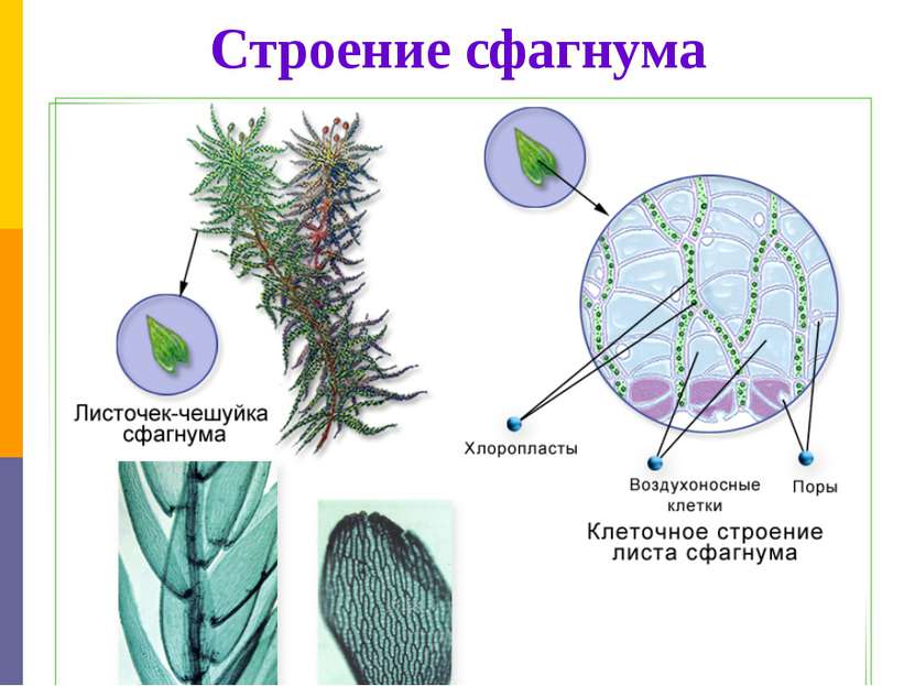 Строение сфагнума