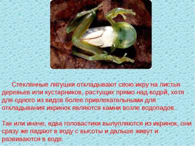 Стеклянные лягушки откладывают свою икру на листья деревьев или кустарников, ...