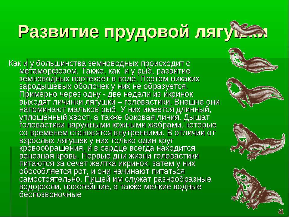 Какой тип развития у земноводных. Жизненный цикл лягушки zhiznennyy tsikl Lyagushki. Стадия развития прудовой лягушки. Рассказ о размножении и развитии лягушки. Размножение и развитие земноводных.