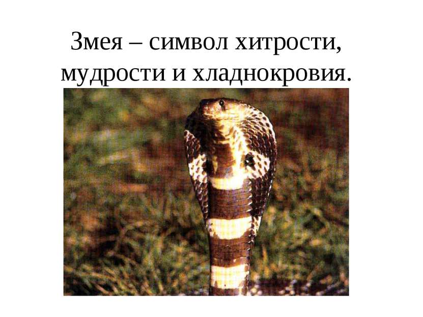 Змея – символ хитрости, мудрости и хладнокровия.