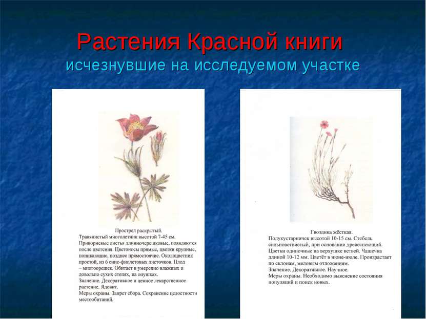 Растения Красной книги исчезнувшие на исследуемом участке