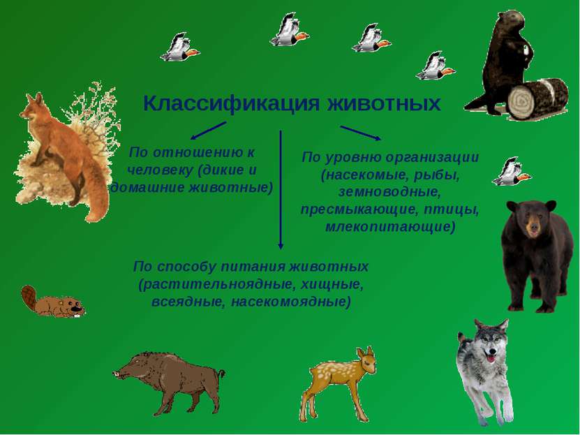 Классификация животных По отношению к человеку (дикие и домашние животные) По...
