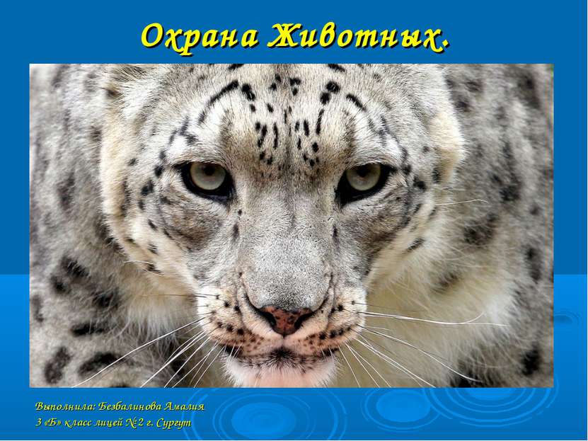 Охрана Животных. Выполнила: Безбалинова Амалия 3 «Б» класс лицей № 2 г. Сургут