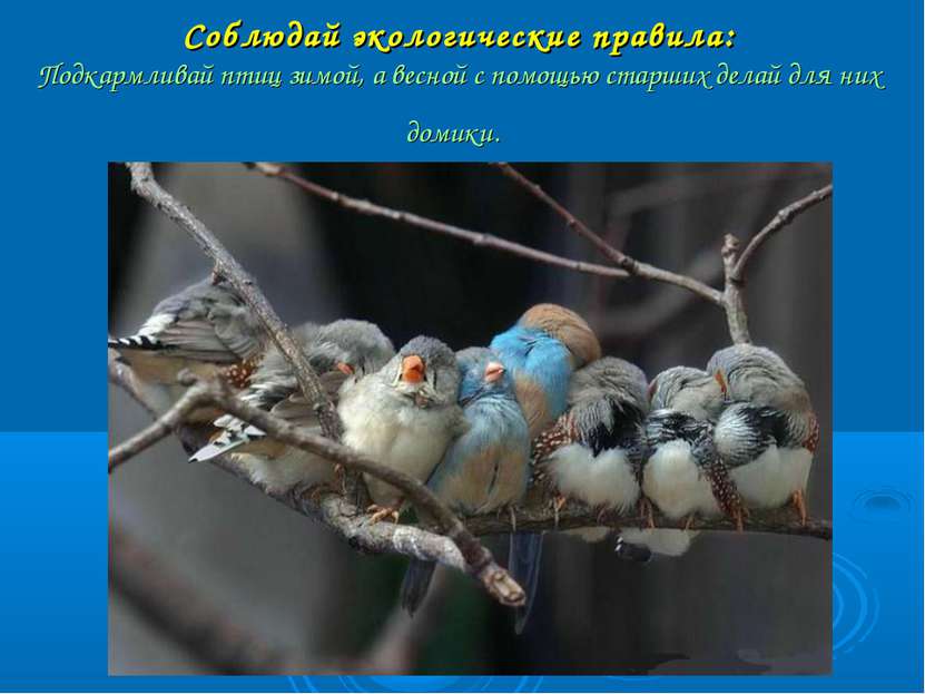 Соблюдай экологические правила: Подкармливай птиц зимой, а весной с помощью с...