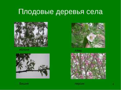 * Плодовые деревья села Вишня персик Айва яблоня