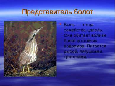 Представитель болот Выпь — птица семейства цапель. Она обитает вблизи болот и...
