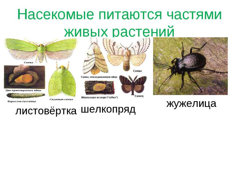 Насекомые питаются частями живых растений жужелица листовёртка шелкопряд