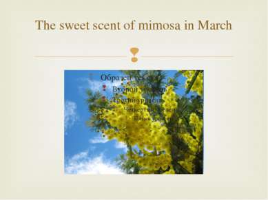 The sweet scent of mimosa in March