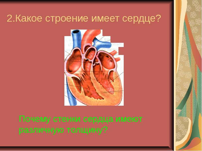 2.Какое строение имеет сердце? Почему стенки сердца имеют различную толщину?