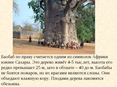Баобаб по праву считается одним из символов Африки южнее Сахары. Это дерево ж...