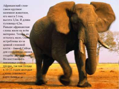 Африканский слон- самое крупное наземное животное, его масса 5 тон, высота 3,...