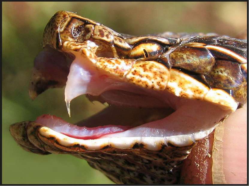 Встреча со змеёй Самая распространенная змея на территории России – гадюка Га...