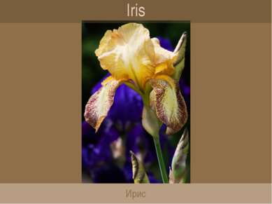 Iris Ирис