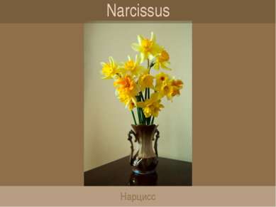 Narcissus Нарцисс