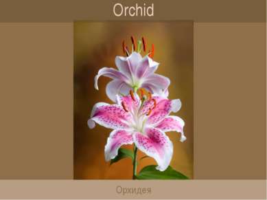 Orchid Орхидея