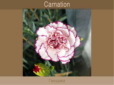 Carnation Гвоздика