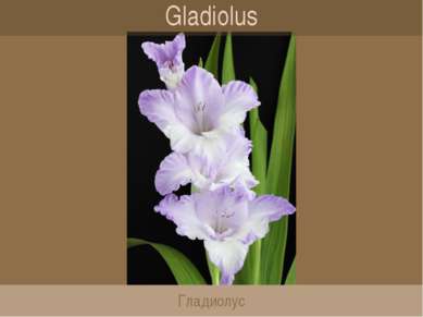 Gladiolus Гладиолус