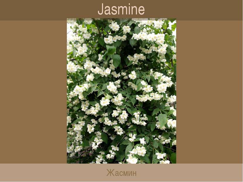 Jasmine Жасмин