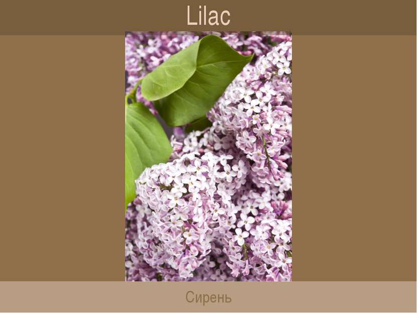 Lilac Сирень