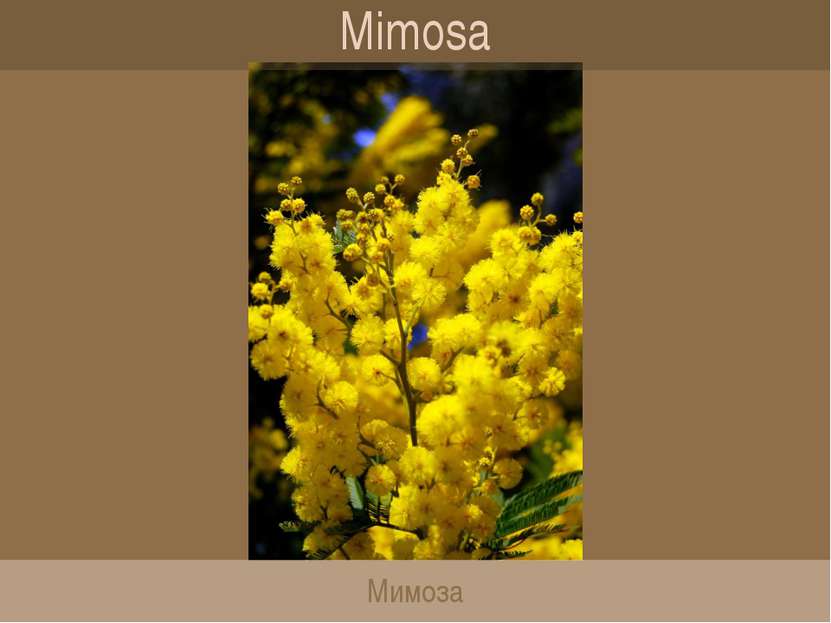 Mimosa Мимоза