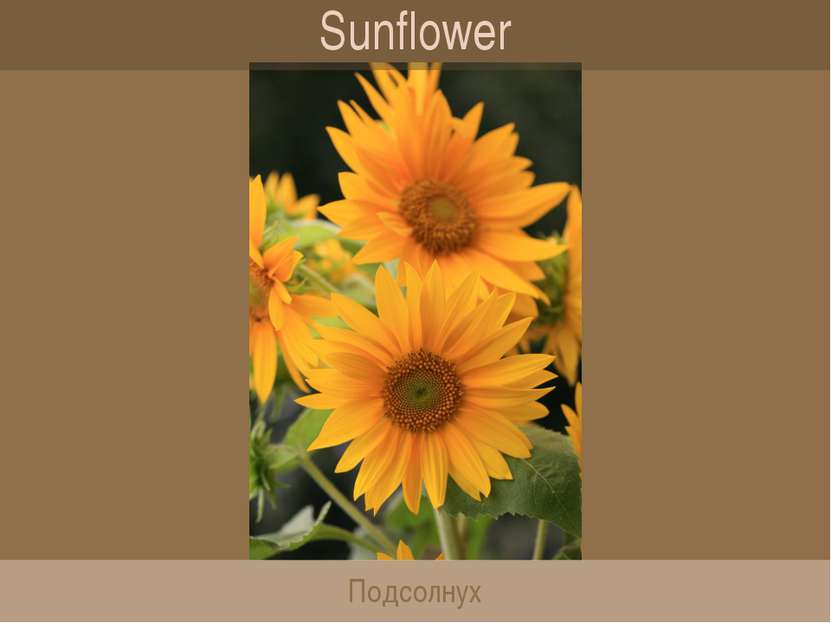 Sunflower Подсолнух