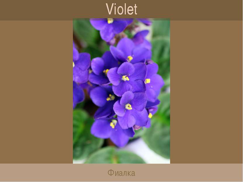 Violet Фиалка