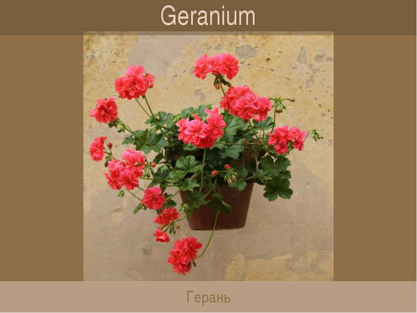 Geranium Герань