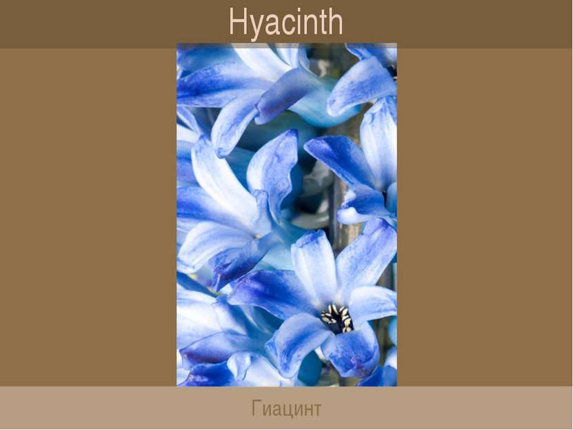 Hyacinth Гиацинт