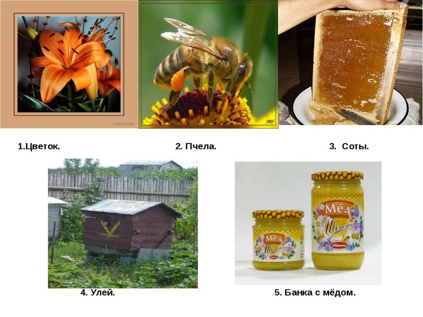 1.Цветок. 2. Пчела. 3. Соты. 4. Улей. 5. Банка с мёдом.