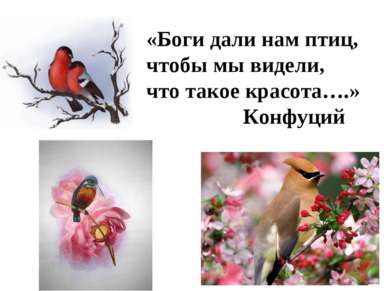 «Боги дали нам птиц, чтобы мы видели, что такое красота….» Конфуций