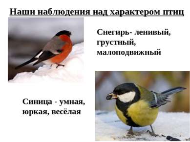 Наши наблюдения над характером птиц Снегирь- ленивый, грустный, малоподвижный...