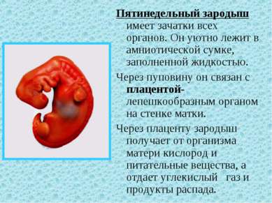 Пятинедельный зародыш имеет зачатки всех органов. Он уютно лежит в амниотичес...