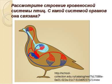 Рассмотрите строение кровеносной системы птиц. С какой системой органов она с...
