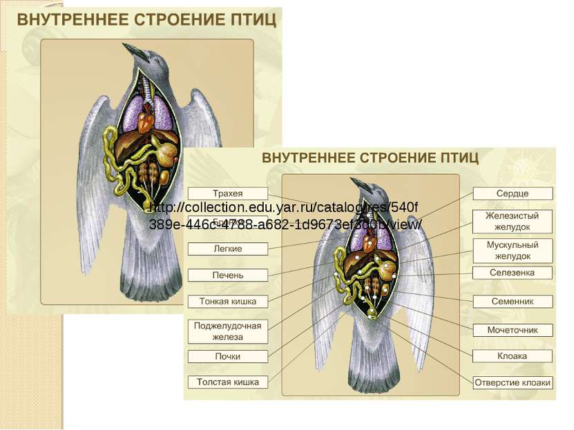 http://collection.edu.yar.ru/catalog/res/540f389e-446c-4788-a682-1d9673ef3d0b...