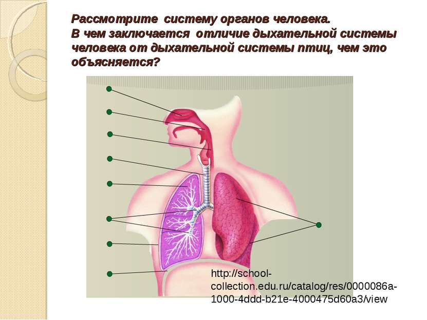 Рассмотрите систему органов человека. В чем заключается отличие дыхательной с...