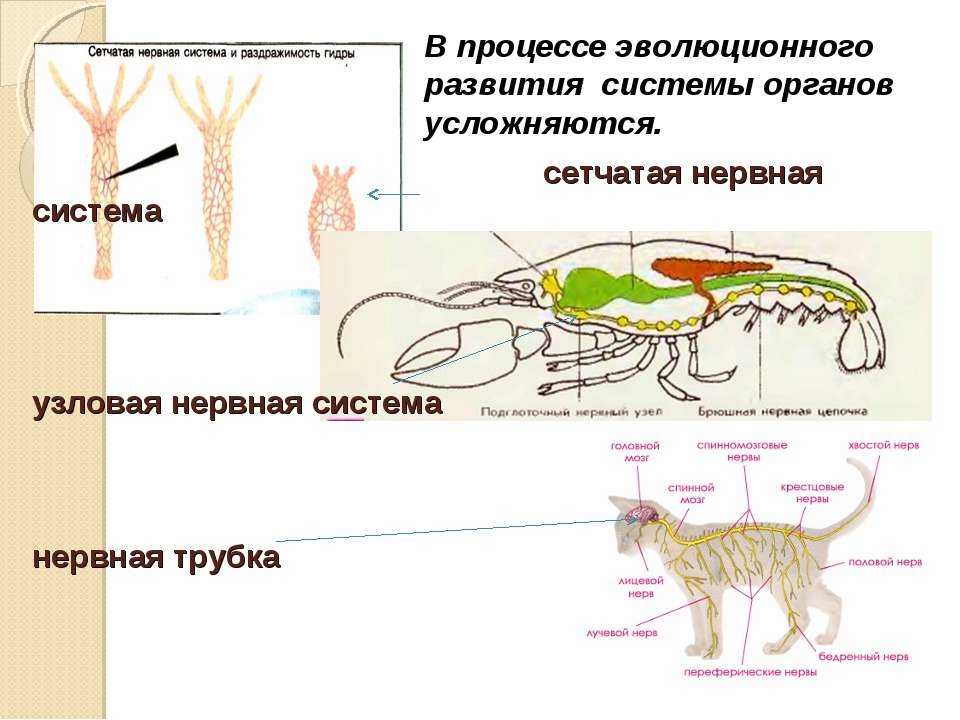 Сетчатая нервная. Эволюция систем органов нервной системы животных. Узловая нервная система у животных. Сетчатая нервная система. Сетчатый Тип нервной системы характерен для.
