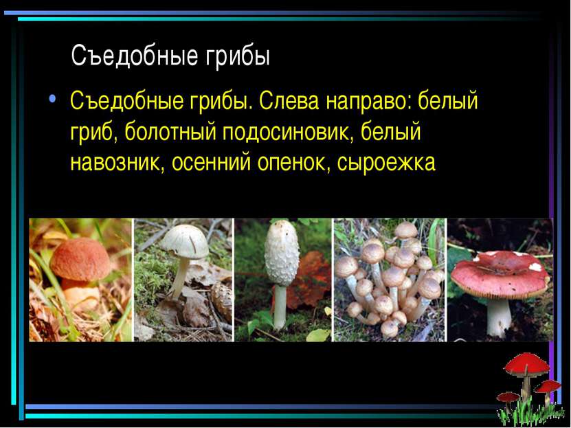 Съедобные грибы Съедобные грибы. Слева направо: белый гриб, болотный подосино...