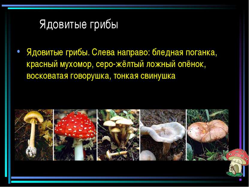 Ядовитые грибы Ядовитые грибы. Слева направо: бледная поганка, красный мухомо...