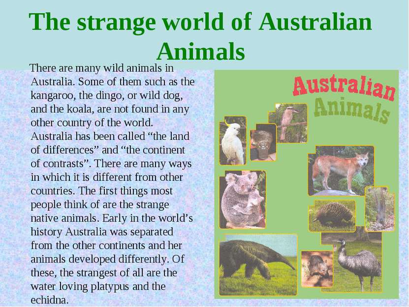 The strange world of Australian Animals There are many wild animals in Austra...