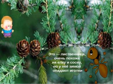 Это — лиственница, очень похожа на елку и сосну, но у неё зимой опадают иголки