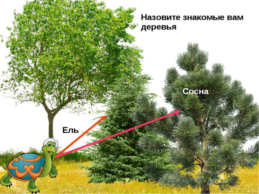 Назовите знакомые вам деревья Ель Сосна