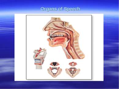 Organs of Speech работ