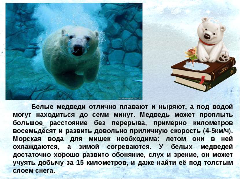 Белые медведи отлично плавают и ныряют, а под водой могут находиться до семи ...