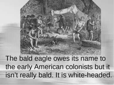 The bald eagle owes its name to the early American colonists but it isn’t rea...