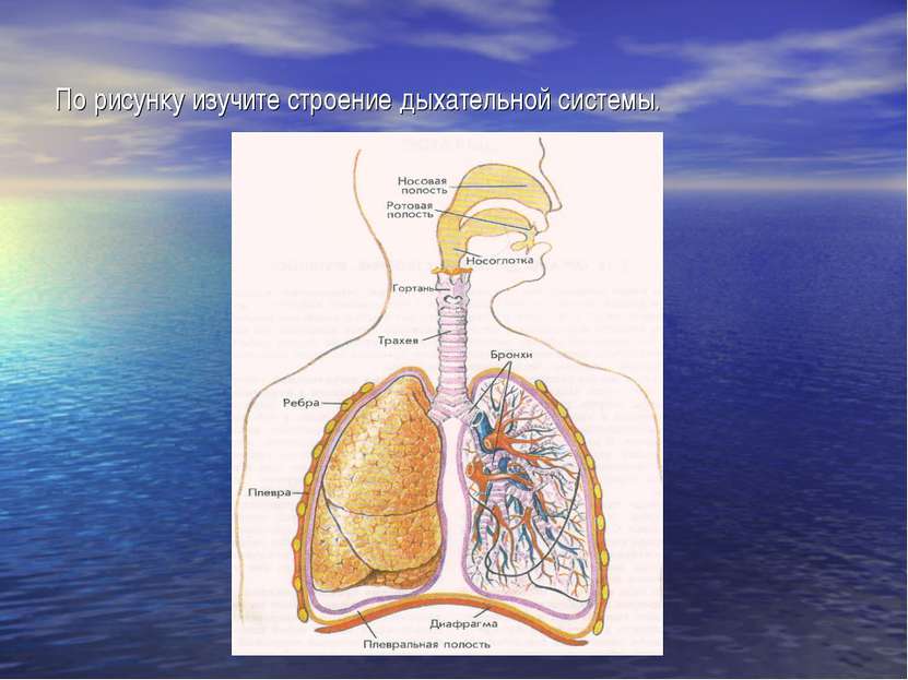 По рисунку изучите строение дыхательной системы.