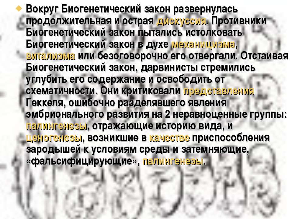 Биогенетический закон презентация. Закон биогенетический закон. Объясните значение биогенетического закона. Каково значение биогенетического закона.